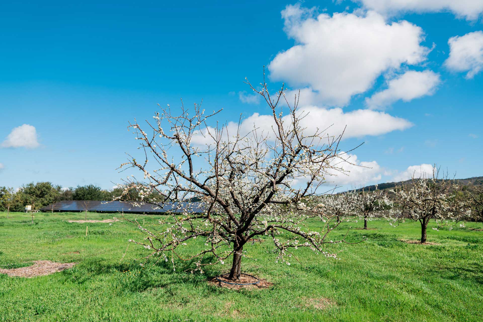 Springtime in the orchard