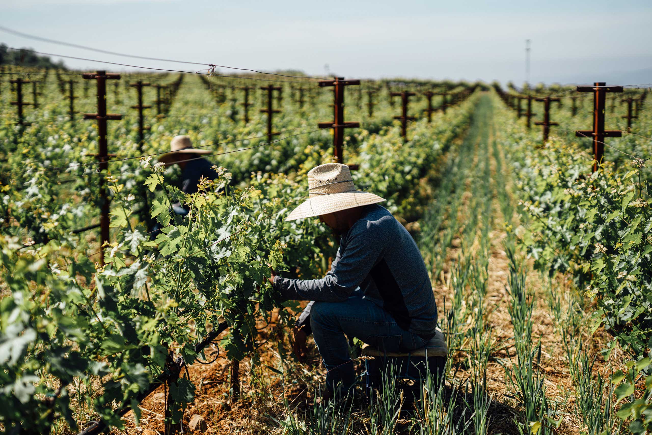 Vineyard worker