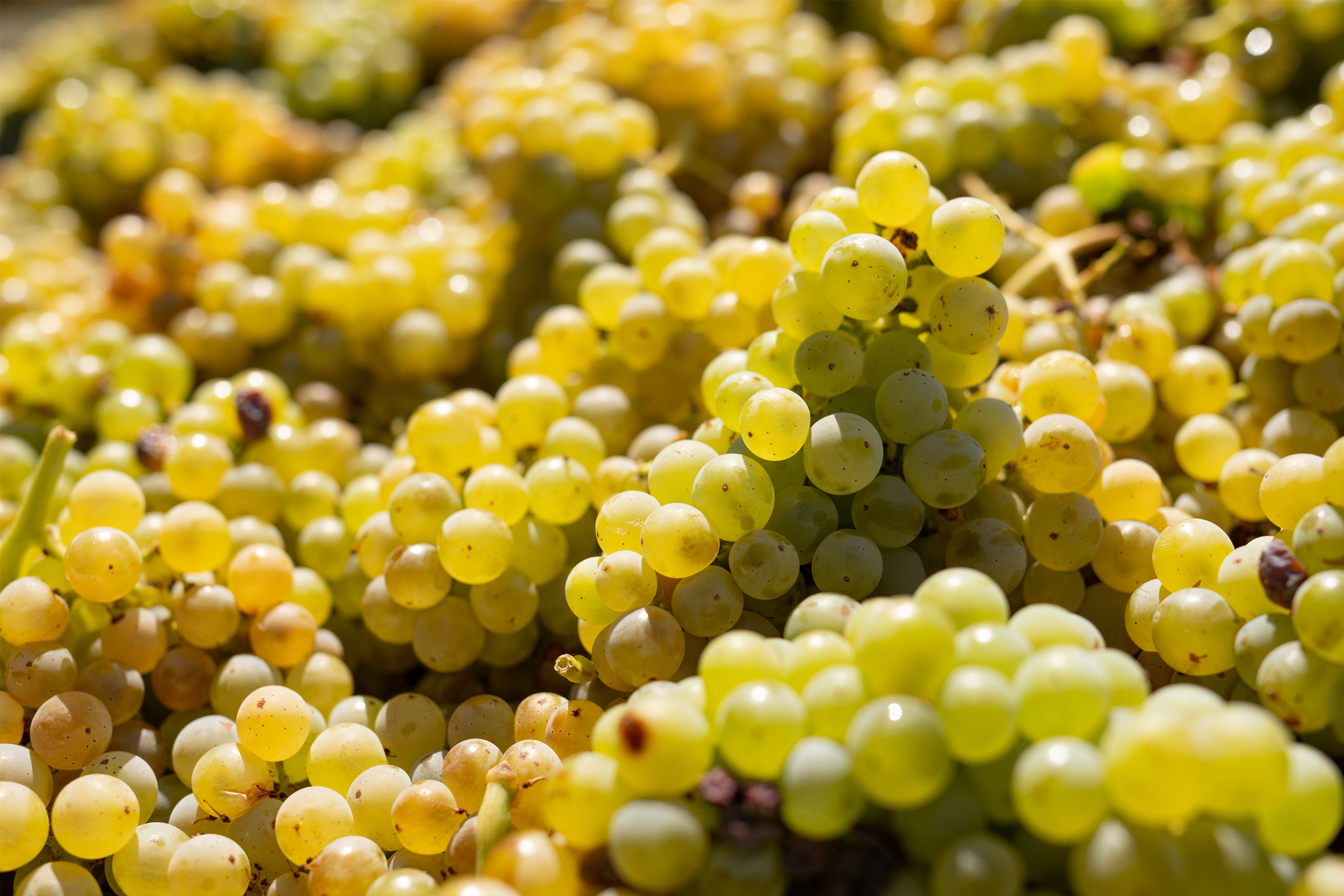 Experiment White Wine